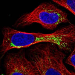 RMND1 Antibody, Novus Biologicals:Antibodies:Primary Antibodies